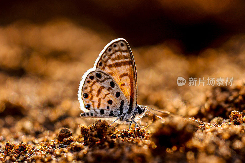 黄水晶蓝蝴蝶