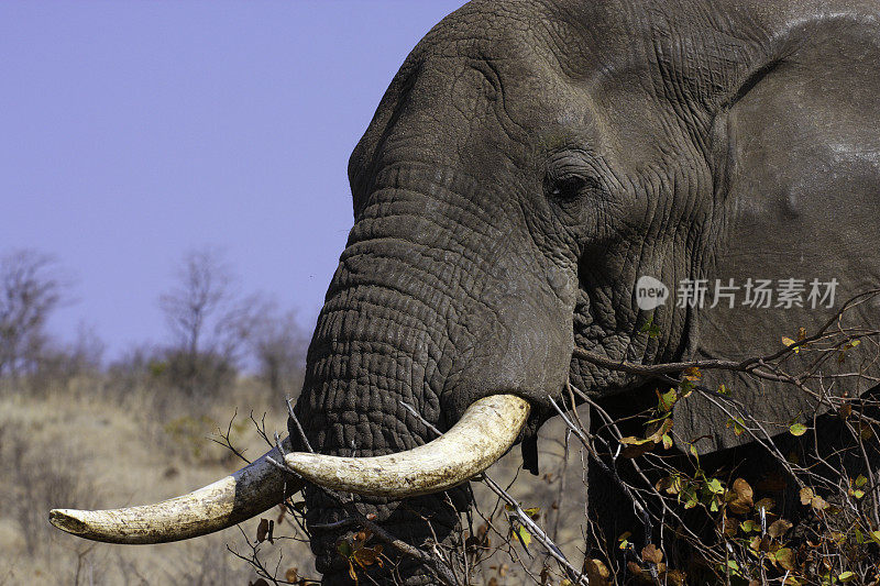 一头正在进食的非洲象的头部和象牙。