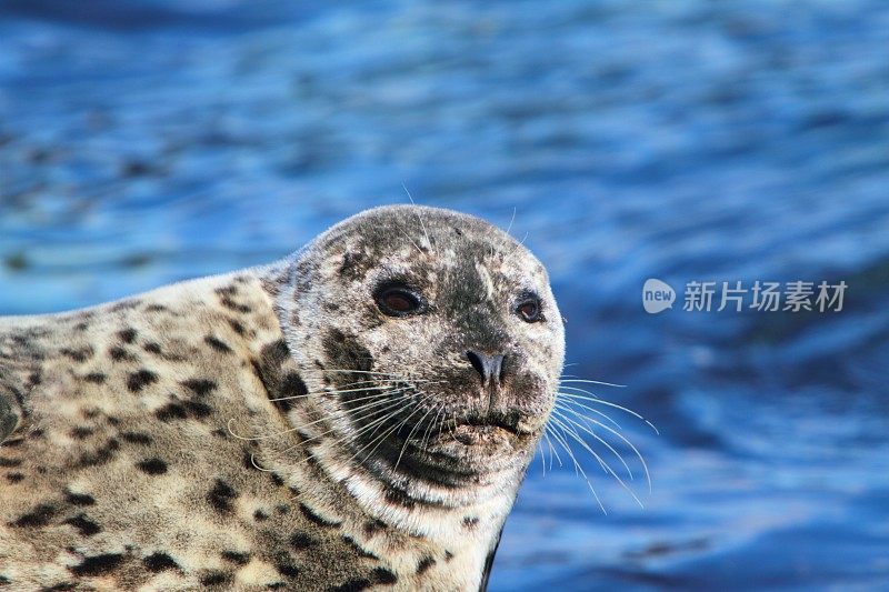 麻斑海豹