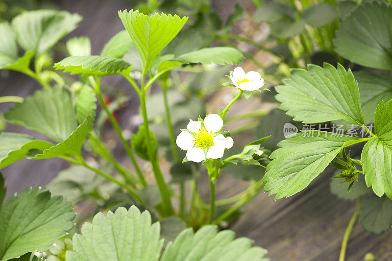 田间草莓植株