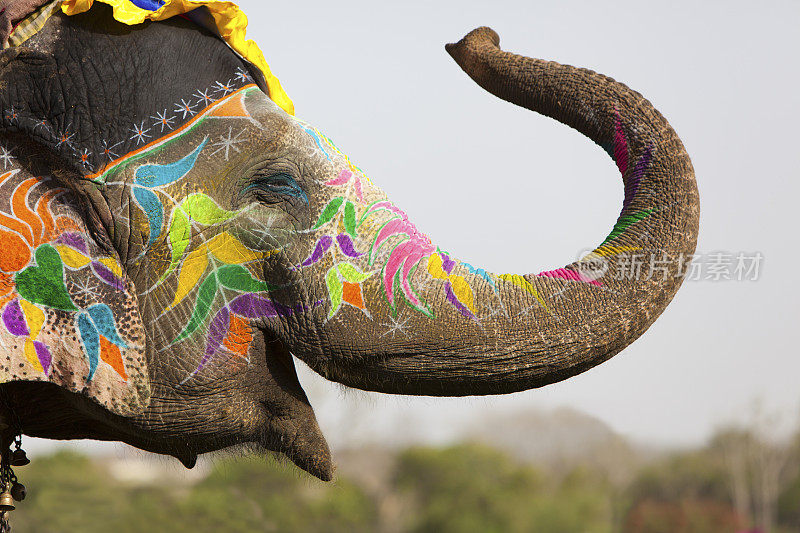 装饰的大象。