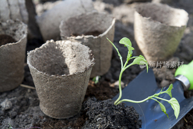 在土壤背景的泥炭盆中种植青椒幼苗