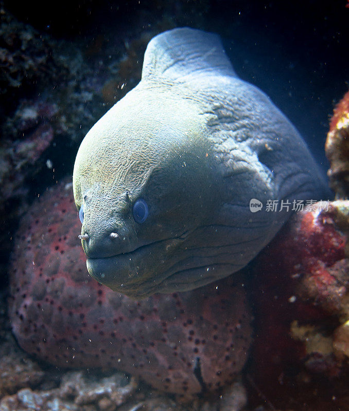 巨型海鳗(海鳗科)鱼