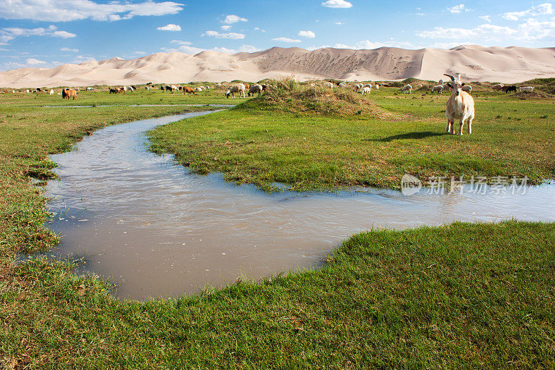 红羚，绿洲和沙丘与山羊-戈壁蒙古