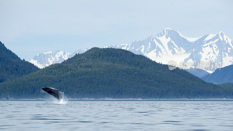 冰川湾壮丽山脉前的鲸鱼缺口