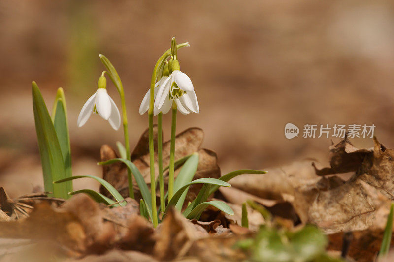 雪花莲(雪花莲)为背景，春天