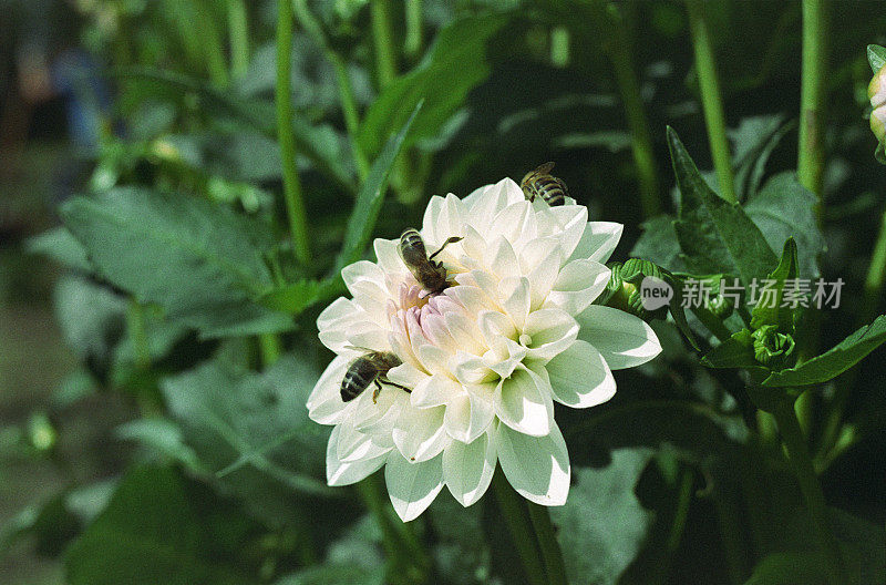 蜜蜂在大丽花上