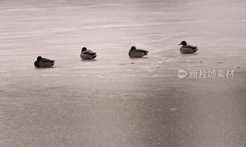 结冰的湖面上的鸭子
