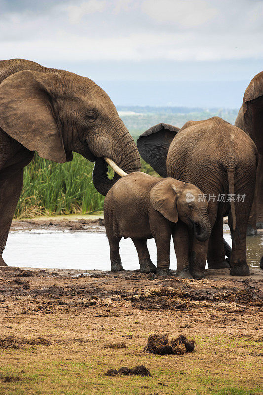 非洲象的家庭