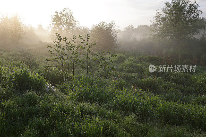 加拿大不列颠哥伦比亚省弗雷泽谷草地上的晨雾