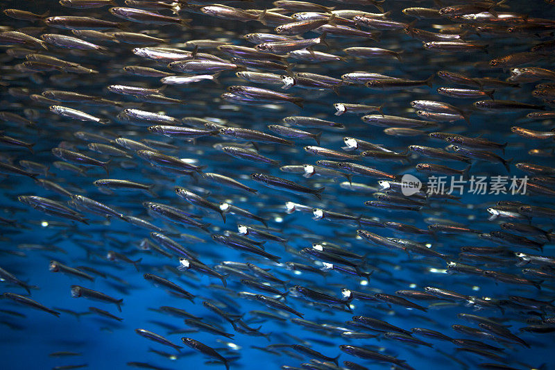 水下的海洋生物和鱼类