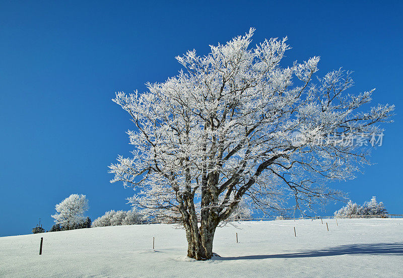 白雪皑皑的冬季景观与树木和蓝天