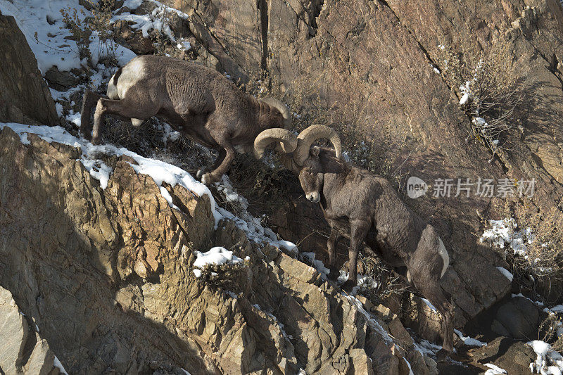 野生大角羊撞向科罗拉多悬崖