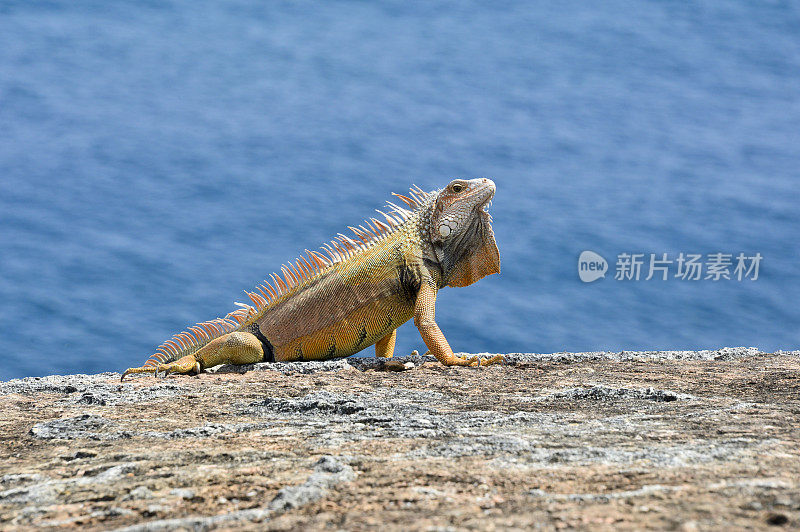 橙色蜥蜴在岩石上的自然栖息地