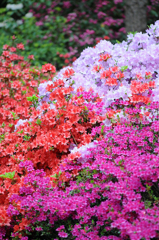 红粉杜鹃(Rhododendron)