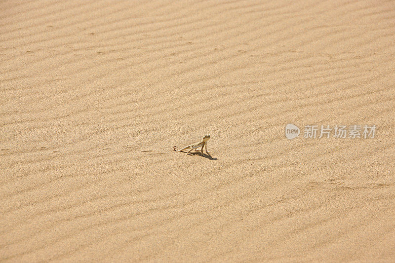 蜥蜴在沙滩上
