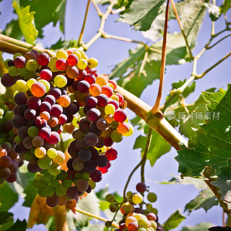 桑娇维塞葡萄酒葡萄在葡萄藤上，基安蒂地区在托斯卡纳