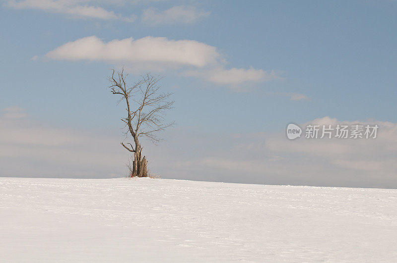 在一个阳光明媚的日子里，一棵白雪覆盖的树