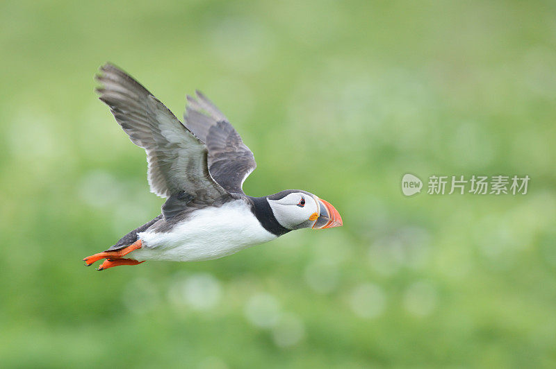 大西洋海雀