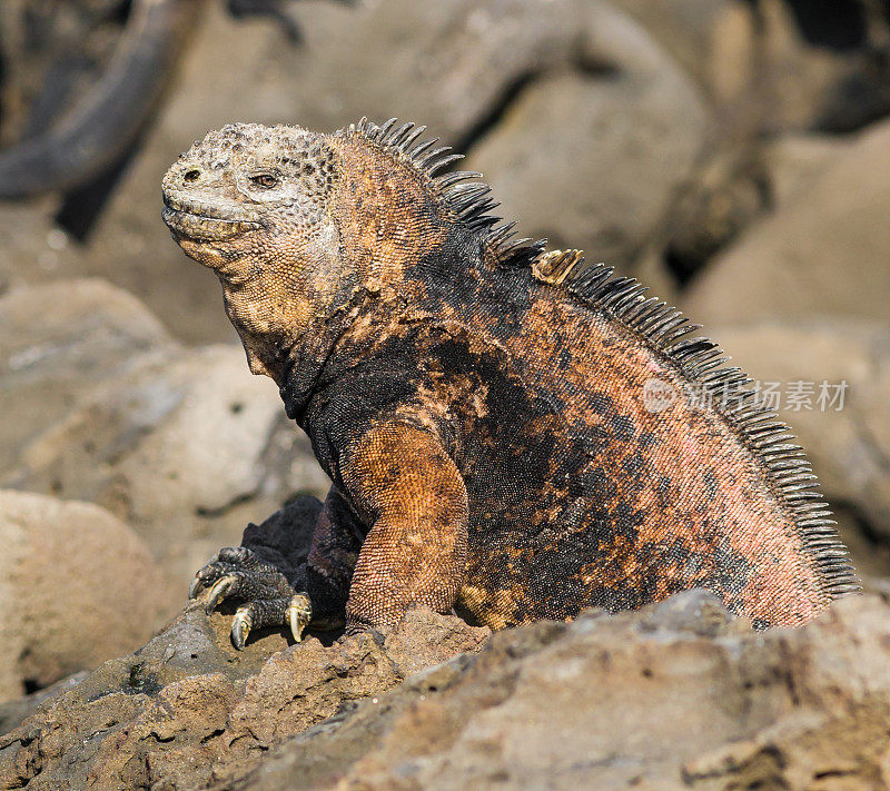 加拉帕戈斯群岛海鬣蜥