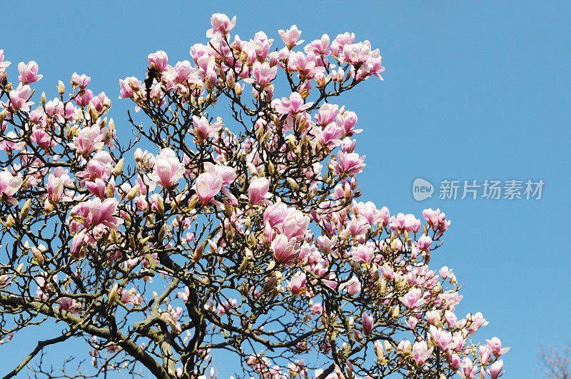 粉白色木兰或郁金香的芽