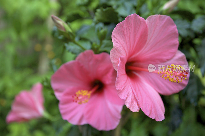 粉色的芙蓉花