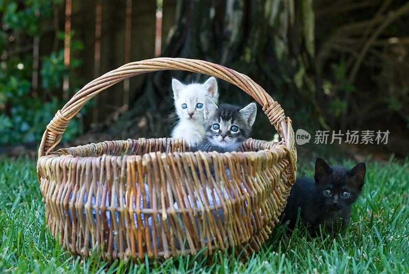 三只小猫和柳条篮子