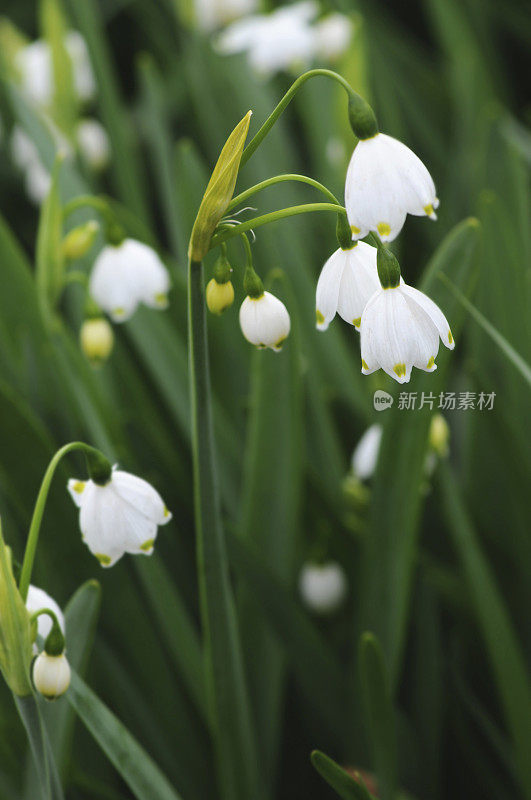 夏季雪花花(白藜)