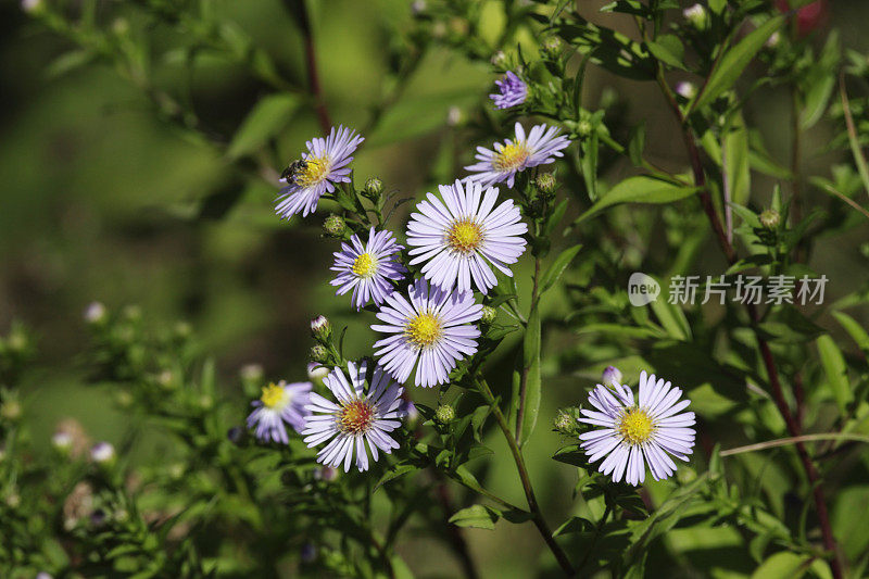 淡紫丁香花，野紫菀