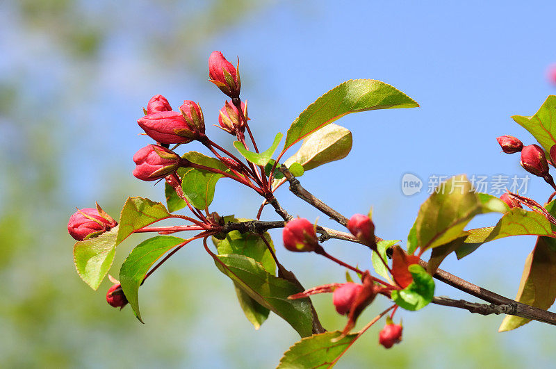 粉红苹果花蕾