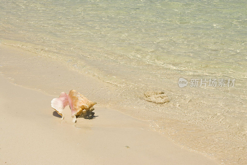 美丽的海螺壳在粉红色的沙滩和清澈的水