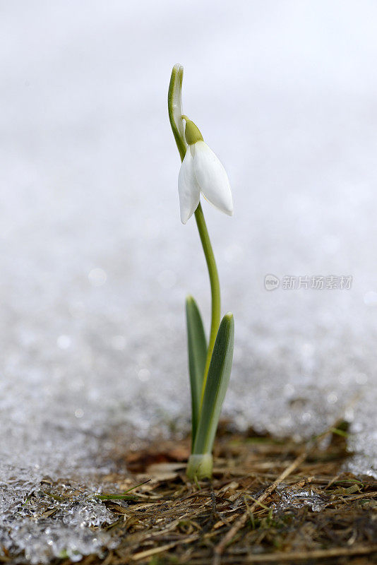 雪莲花在春天的季节