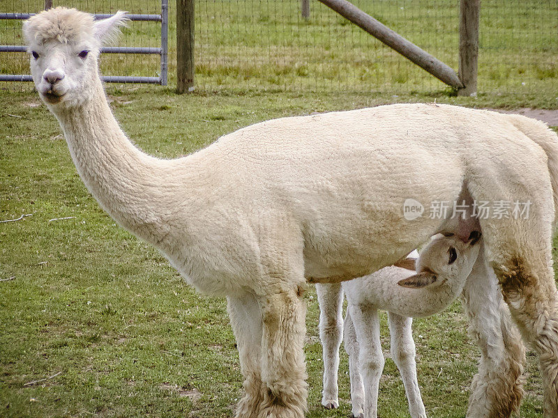 羊驼和哺乳婴儿