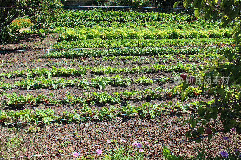 公共分配菜园种植蔬菜，生菜，生菜植物，卷心菜，唐莴苣
