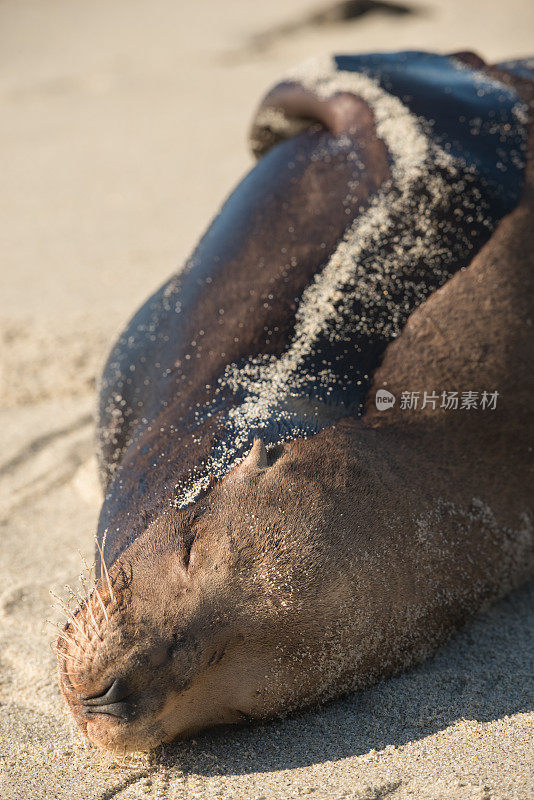 加州野生动物