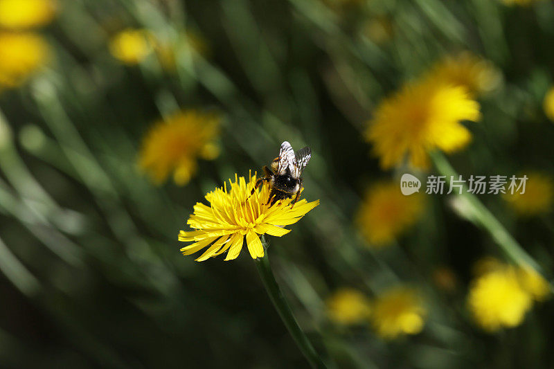 加拿大夏日清晨的蒲公英和蜜蜂