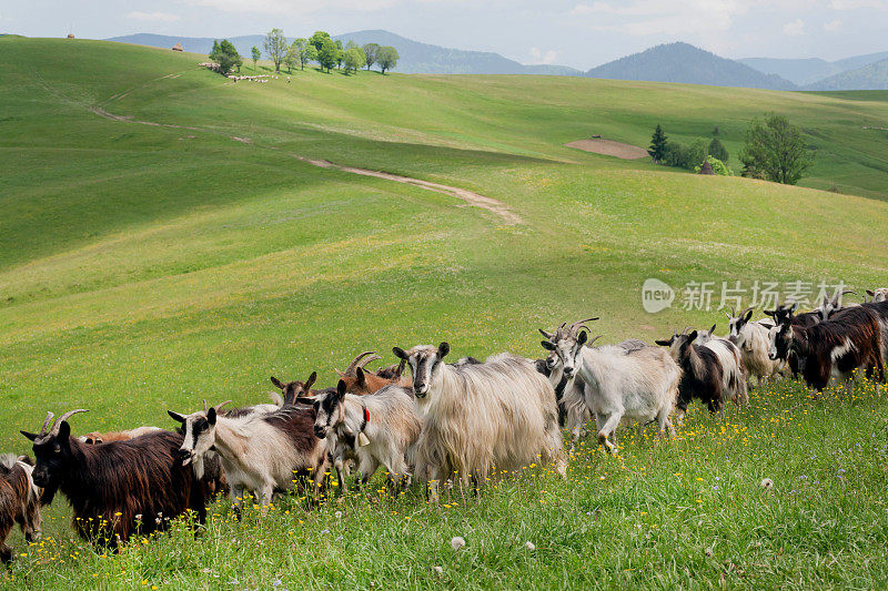 一群山羊在青山的草地上吃草。农村自然景观