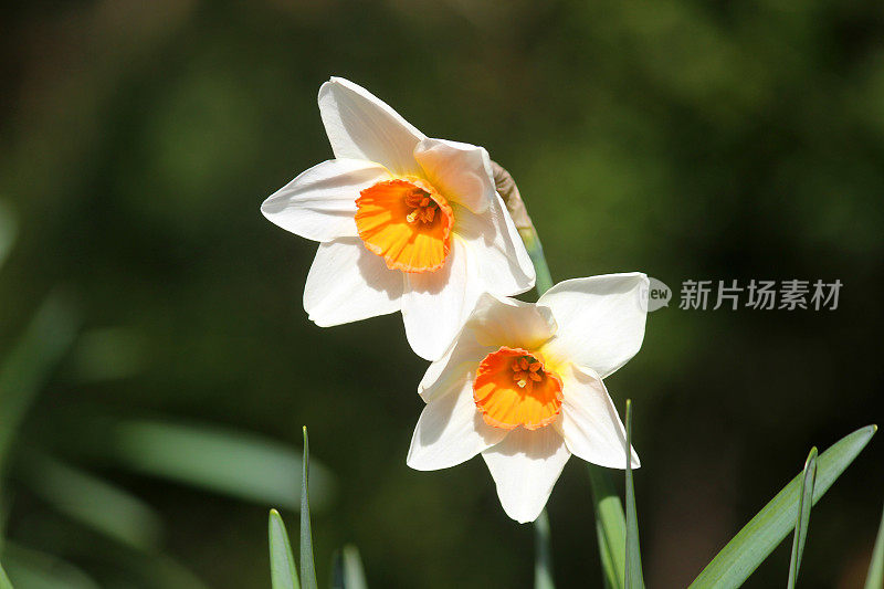 图像的两个白色水仙花头与橙色的花冠，模糊的背景