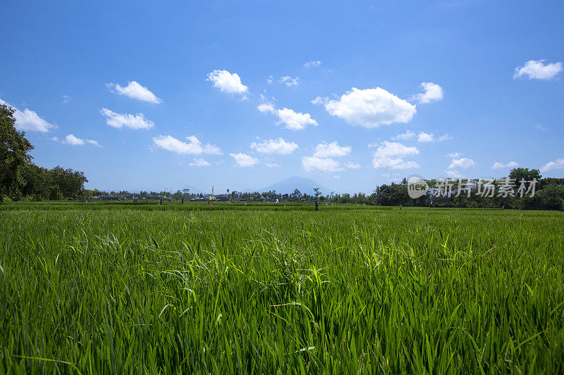 阶地稻田