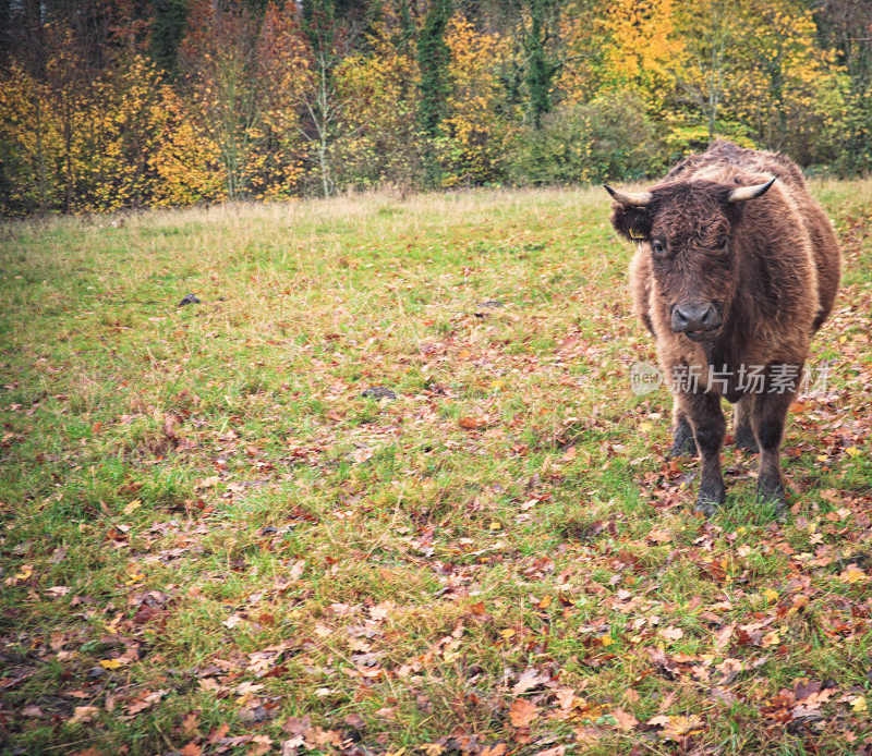 秋天的牛