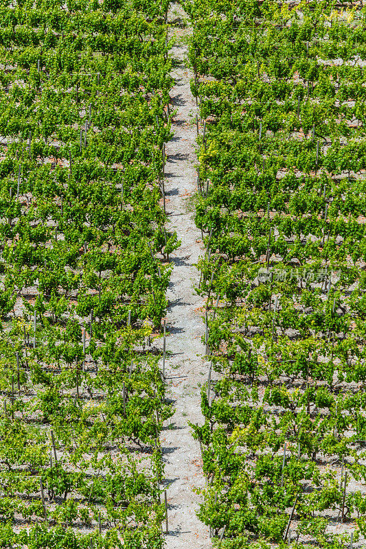 锡安的瑞士葡萄园
