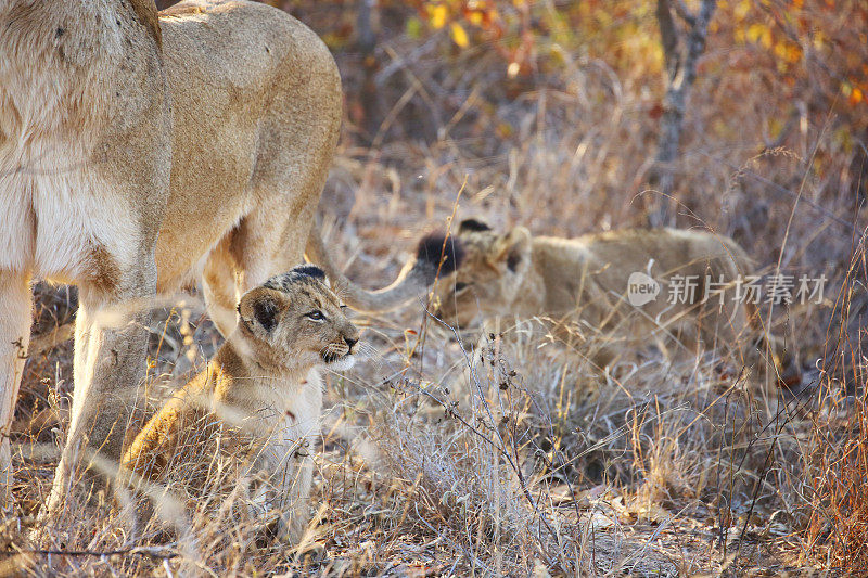 南非:克鲁格国家公园的小狮子