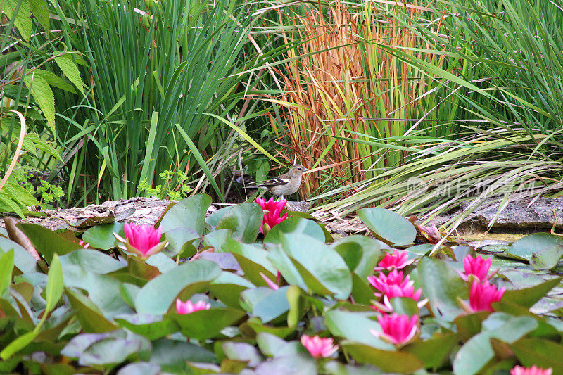 粉色的睡莲花，睡莲，花园池塘