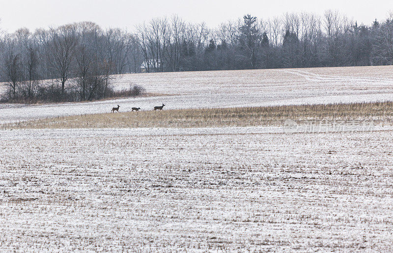 三只冬鹿在小心地奔跑