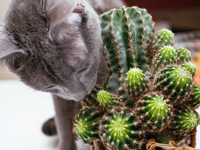 俄罗斯蓝猫在家里玩盆栽仙人掌