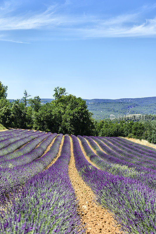 薰衣草——法国的普罗旺斯