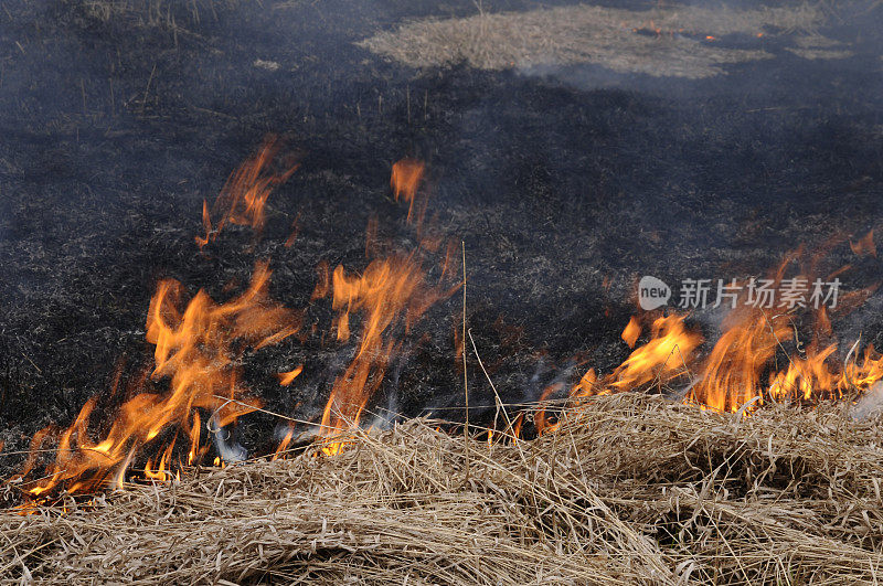 橙色火焰在干灌木;野火蔓延