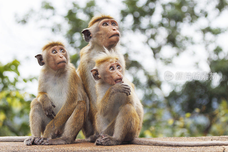 一群猴子妈妈和年轻的成年婴儿斯里兰卡