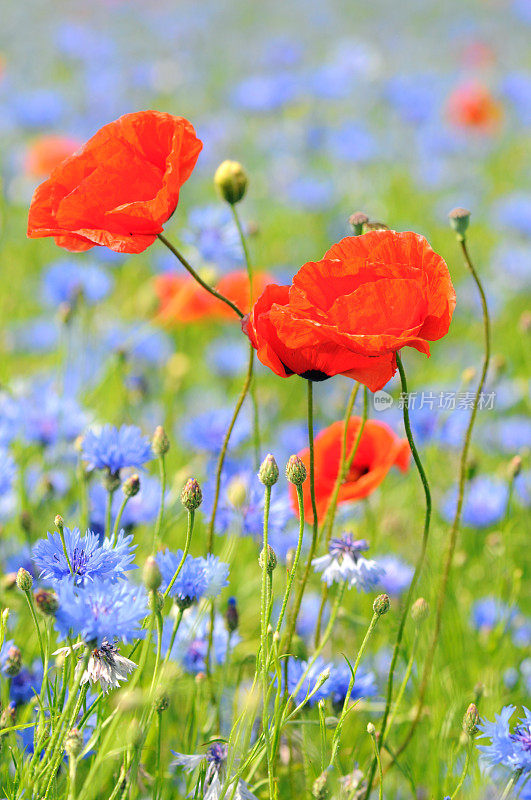红色罂粟花和蓝色玉米花的田野-莫恩布鲁门菲尔德