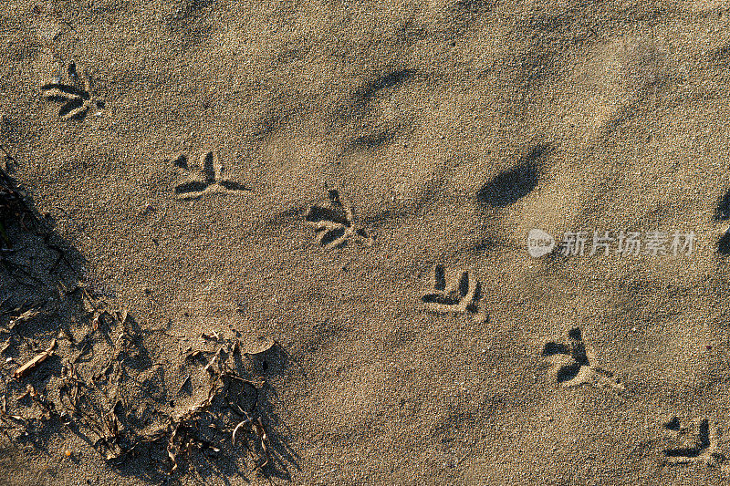 沙地上的鸟脚印